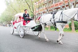 現代童話　▲林慶霖以「南瓜馬車」迎娶上海姑娘鄒虹，校園傳來達達馬蹄聲，增添幾分異國風味。（謝文瑄攝）圖片