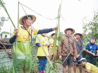 真理大學的資訊人文系、三芝新生活促進會共同組成公益採筍團，10月起至11月下田協助茭白筍農採收茭白筍，一方面鼓勵年紀大的筍農別讓農田荒廢，也讓參與民眾體驗三芝人文風情。圖片