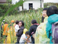真理大學的資訊人文系、三芝新生活促進會共同組成公益採筍團，10月起至11月下田協助茭白筍農採收茭白筍，一方面鼓勵年紀大的筍農別讓農田荒廢，也讓參與民眾體驗三芝人文風情。圖片